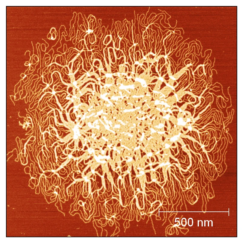 AFM image of metal complex–induced DNA condensation